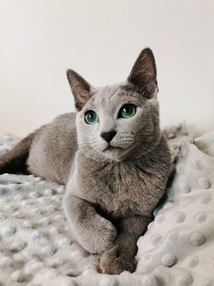 Zdjęcia Kotów Rosyjskich Niebieskich - Hodowla Water Lily