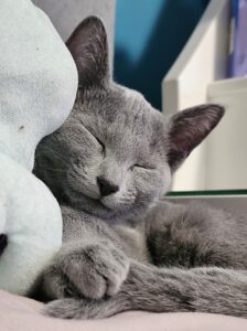 Hodowla kotów rosyjskich niebieskich