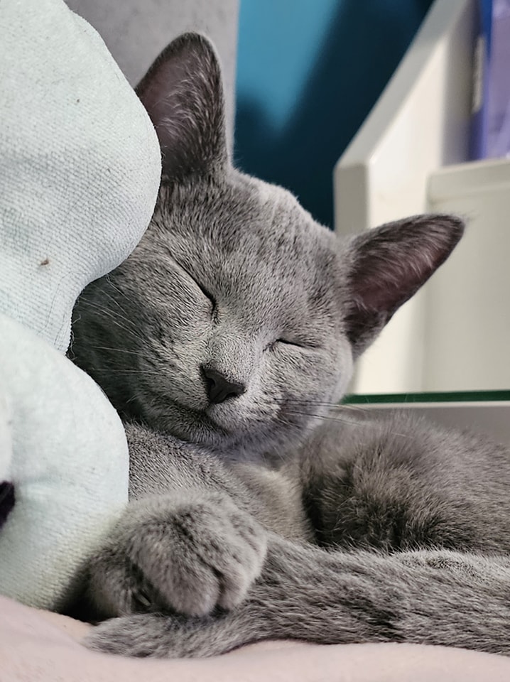 Hodowla kotów rosyjskich niebieskich