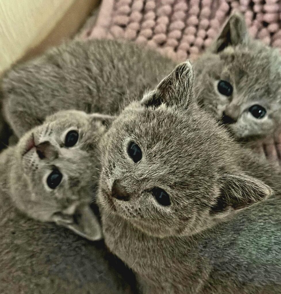 Zdjęcia Kotów Rosyjskich Niebieskich - Hodowla Water Lily