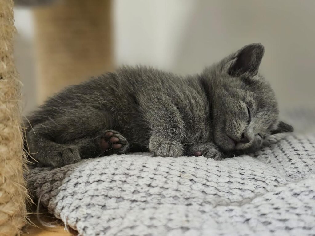 Jak zarezerwować kociaka w hodowli Water Lily?