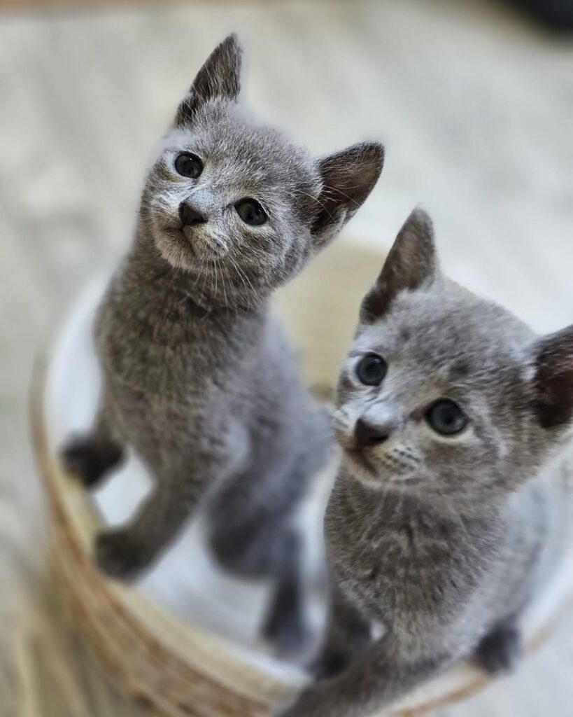 Zdjęcia Kotów Rosyjskich Niebieskich - Hodowla Water Lily