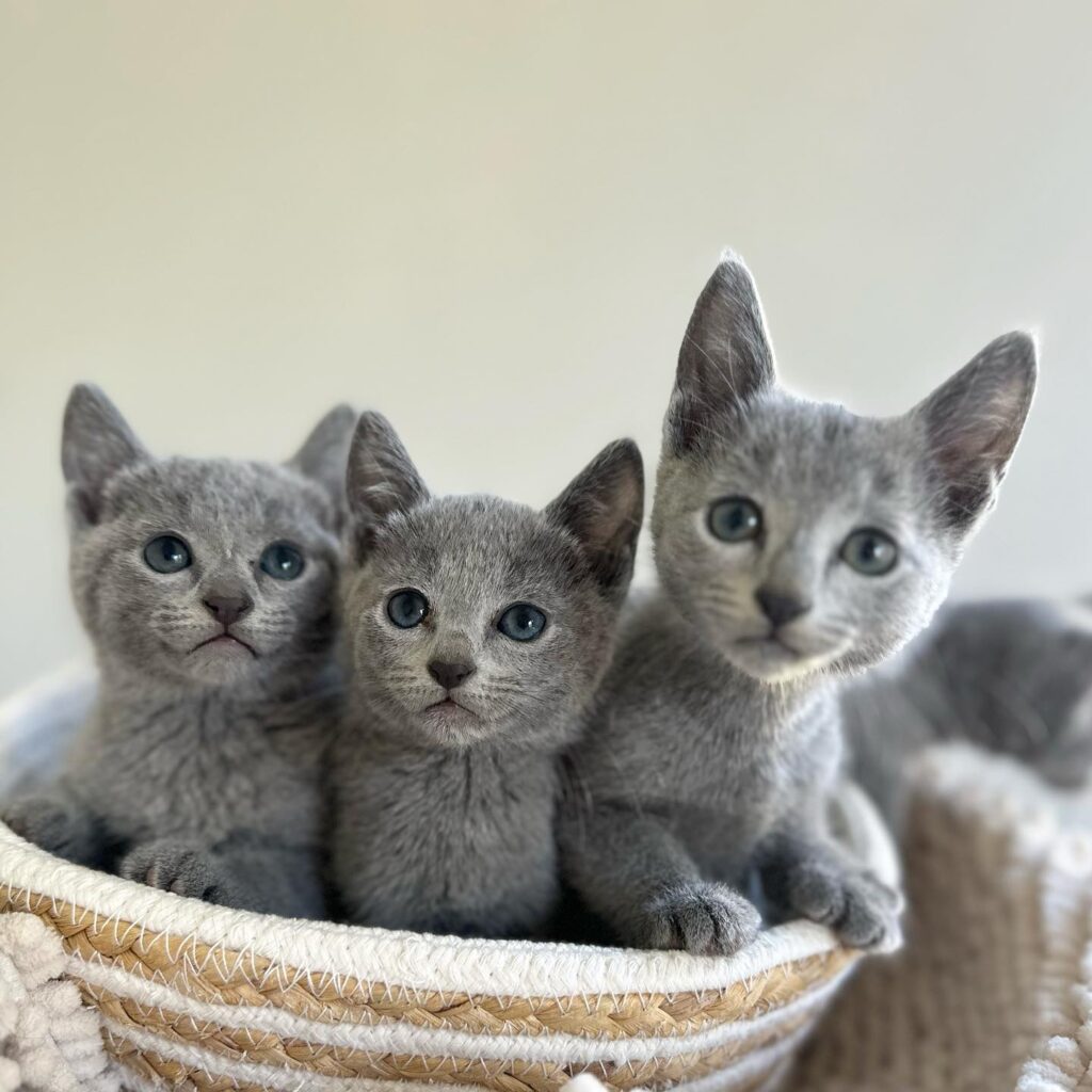 Zdjęcia Kotów Rosyjskich Niebieskich - Hodowla Water Lily