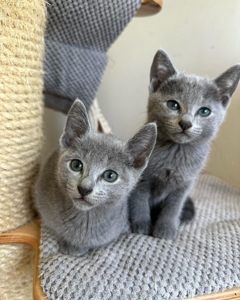 Zdjęcia Kotów Rosyjskich Niebieskich - Hodowla Water Lily