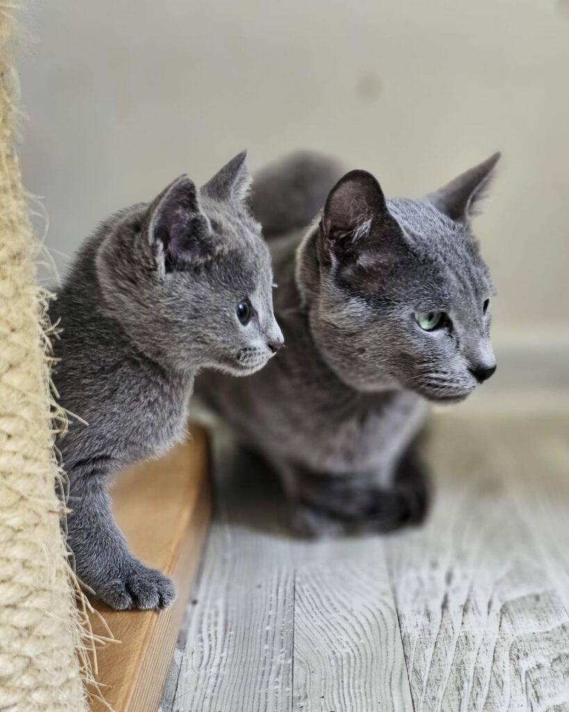 Zdjęcia Kotów Rosyjskich Niebieskich - Hodowla Water Lily
