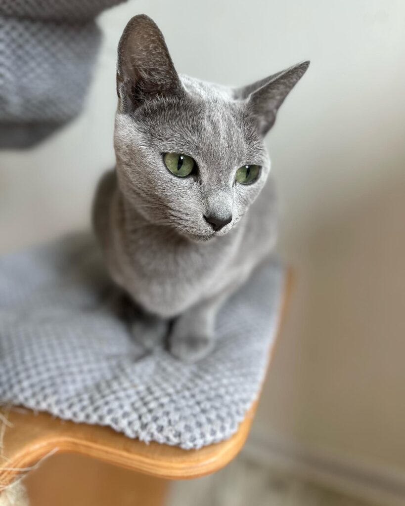 Dolly Water Lily rosyjska niebieska kotka