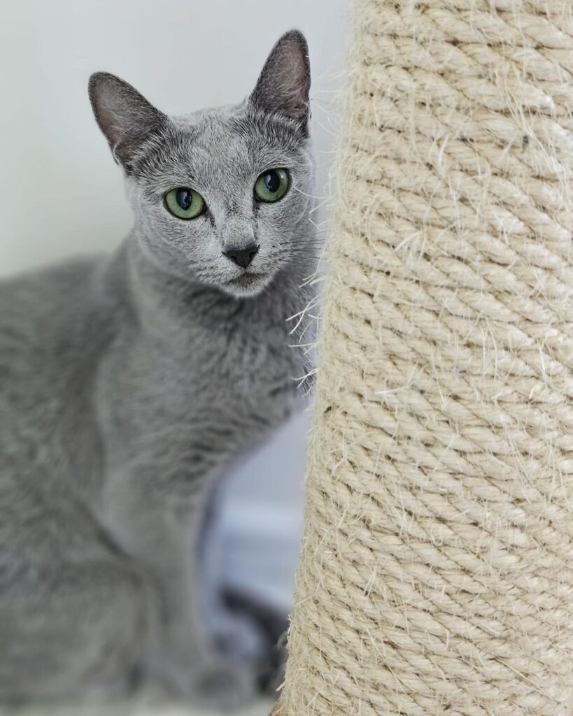 kotka rosyjska niebieska hodowla water lily