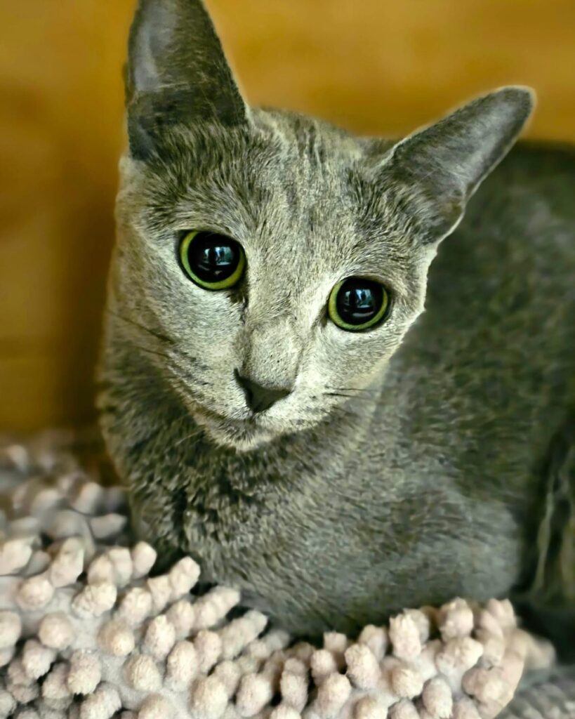 Zdjęcia Kotów Rosyjskich Niebieskich - Hodowla Water Lily