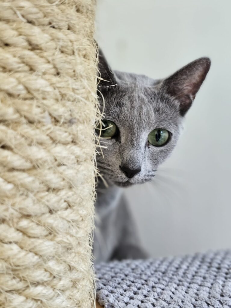 Koty Rosyjskie Niebieskie