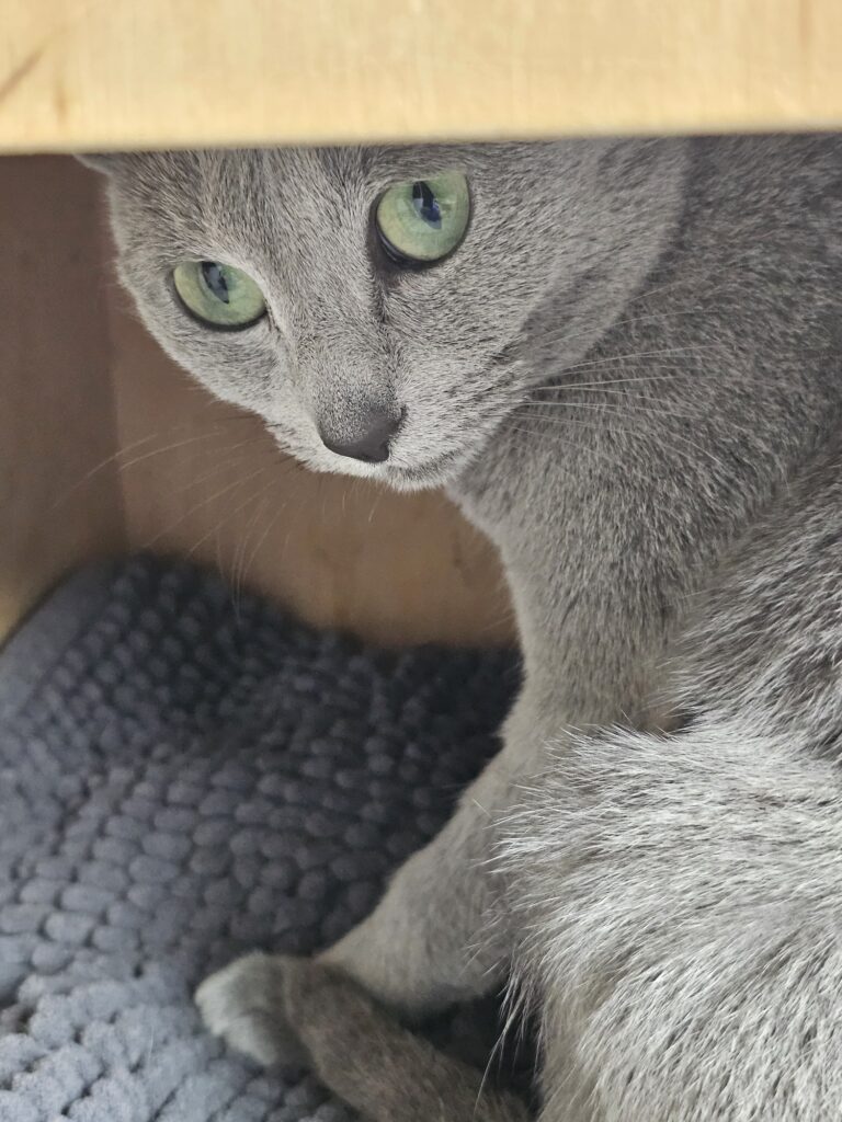 Koty Rosyjskie Niebieskie