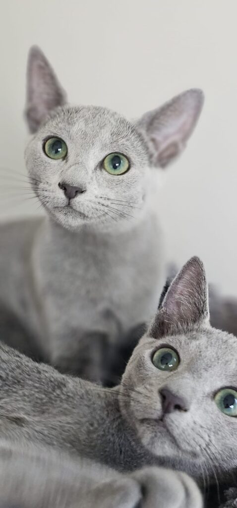 Zdjęcia Kotów Rosyjskich Niebieskich - Hodowla Water Lily