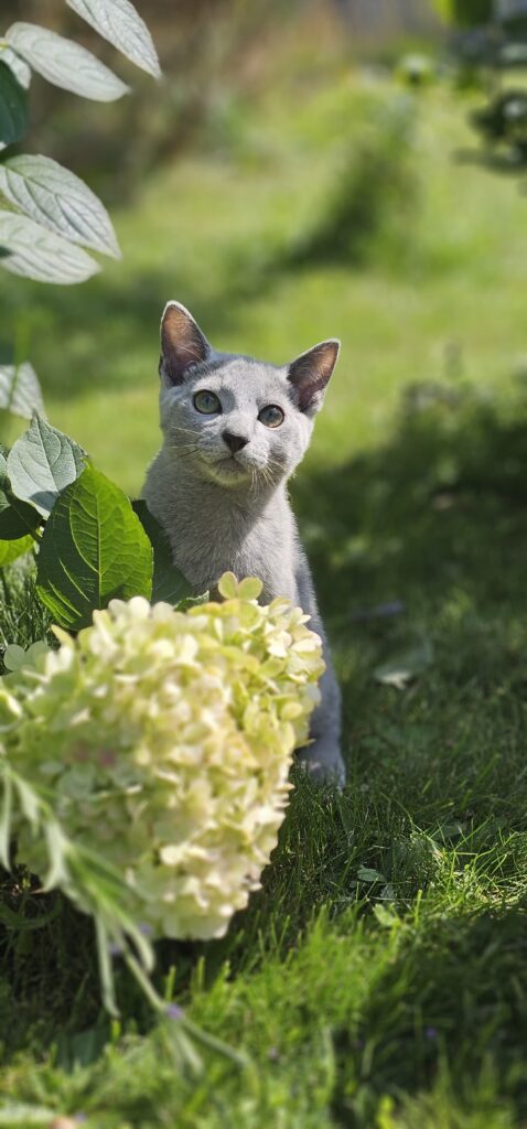Zdjęcia Kotów Rosyjskich Niebieskich - Hodowla Water Lily