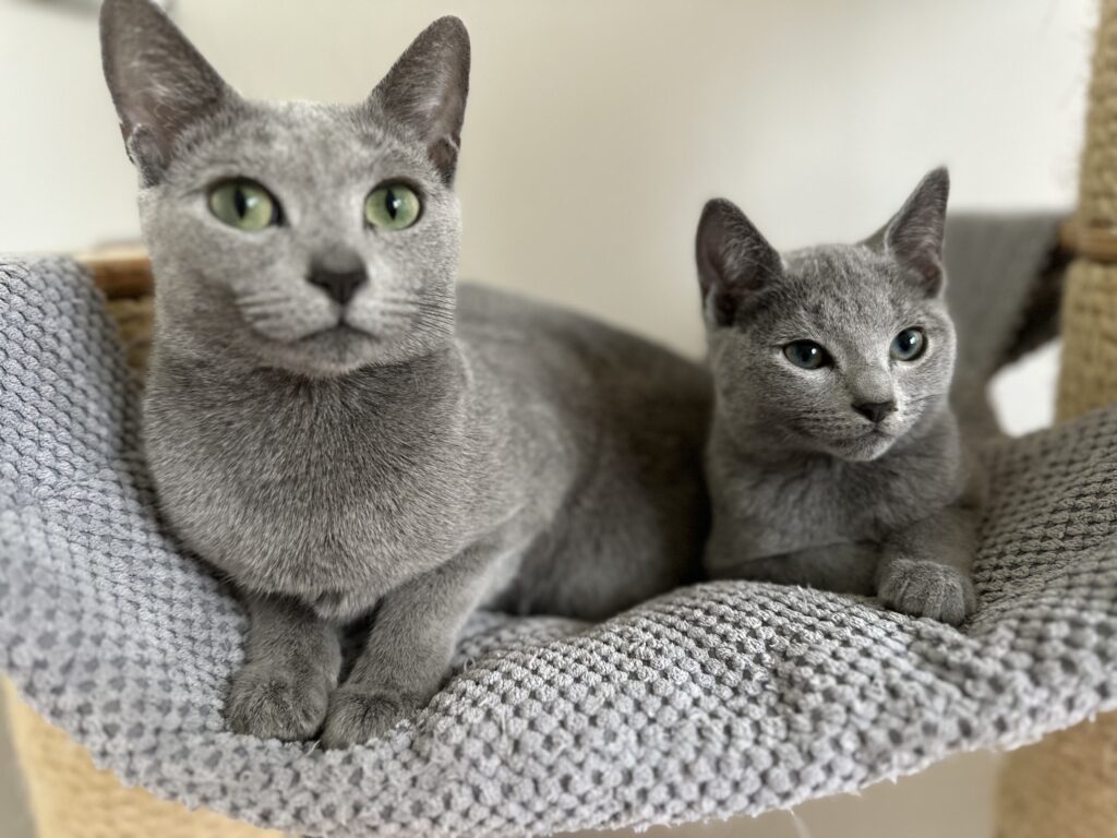 Zdjęcia Kotów Rosyjskich Niebieskich - Hodowla Water Lily