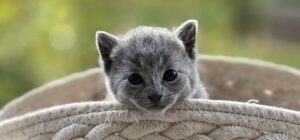 Hodowla kotów rosyjskich niebieskich