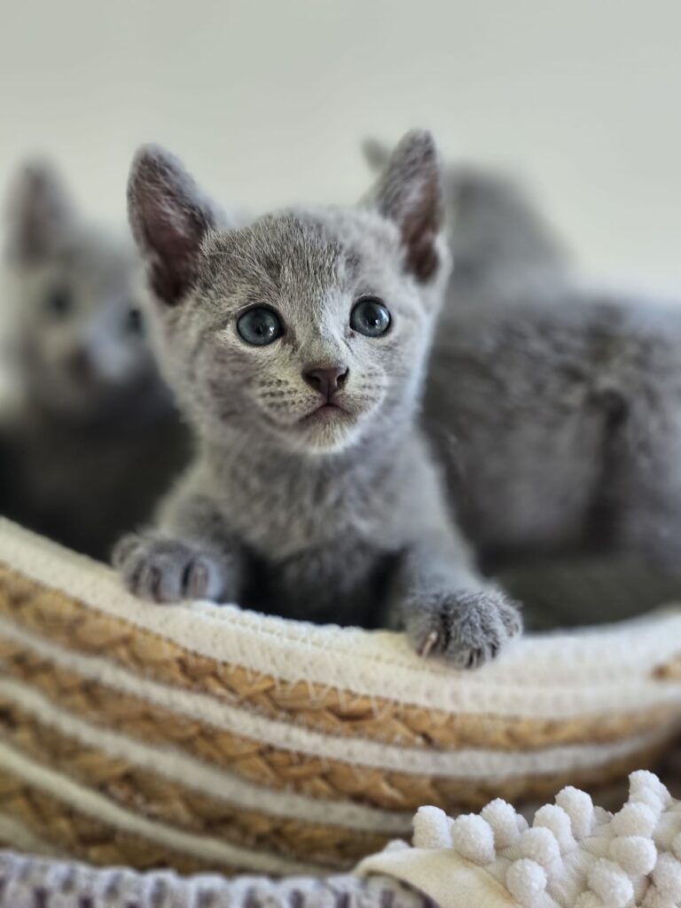 Zdjęcia Kotów Rosyjskich Niebieskich - Hodowla Water Lily