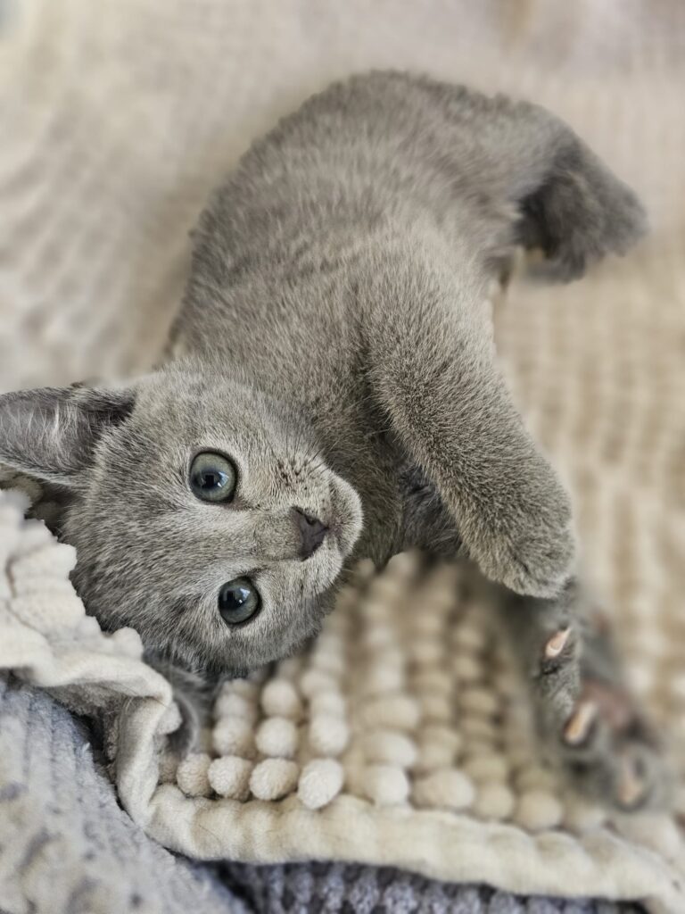 Zdjęcia Kotów Rosyjskich Niebieskich - Hodowla Water Lily