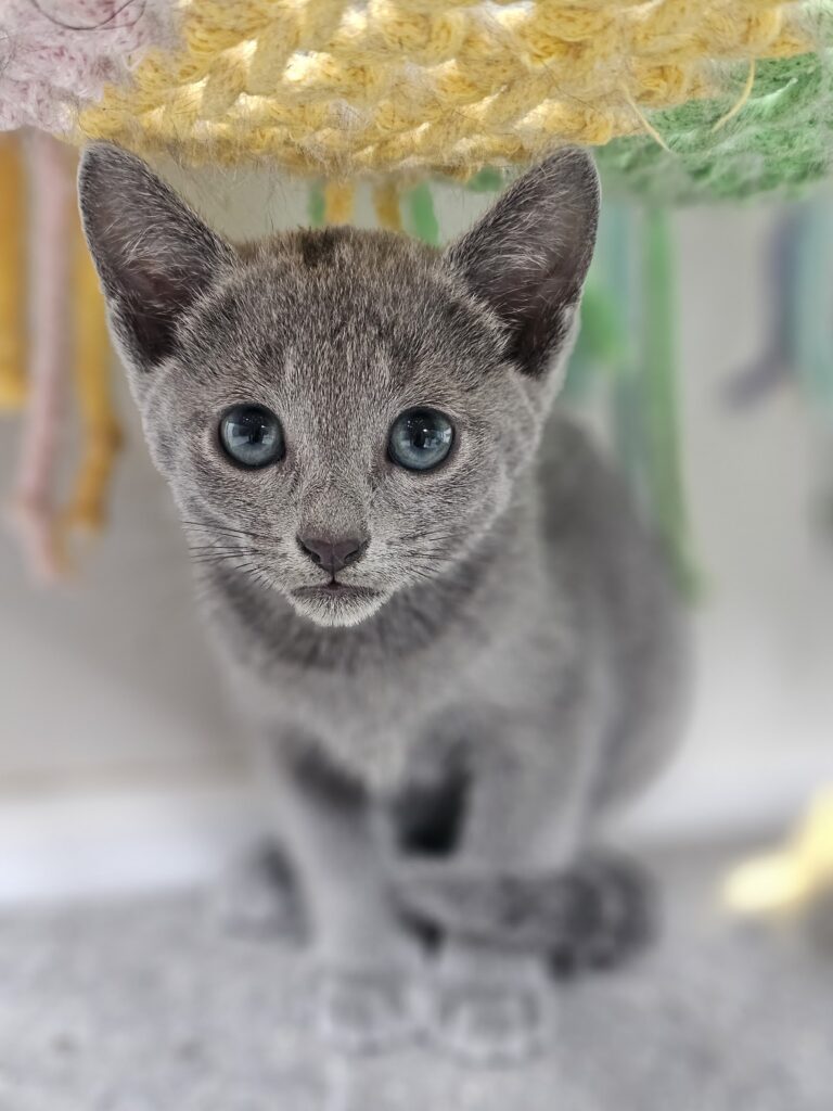 Zdjęcia Kotów Rosyjskich Niebieskich - Hodowla Water Lily