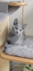 kot rosyjski niebieski
