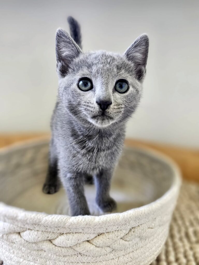 Zdjęcia Kotów Rosyjskich Niebieskich - Hodowla Water Lily